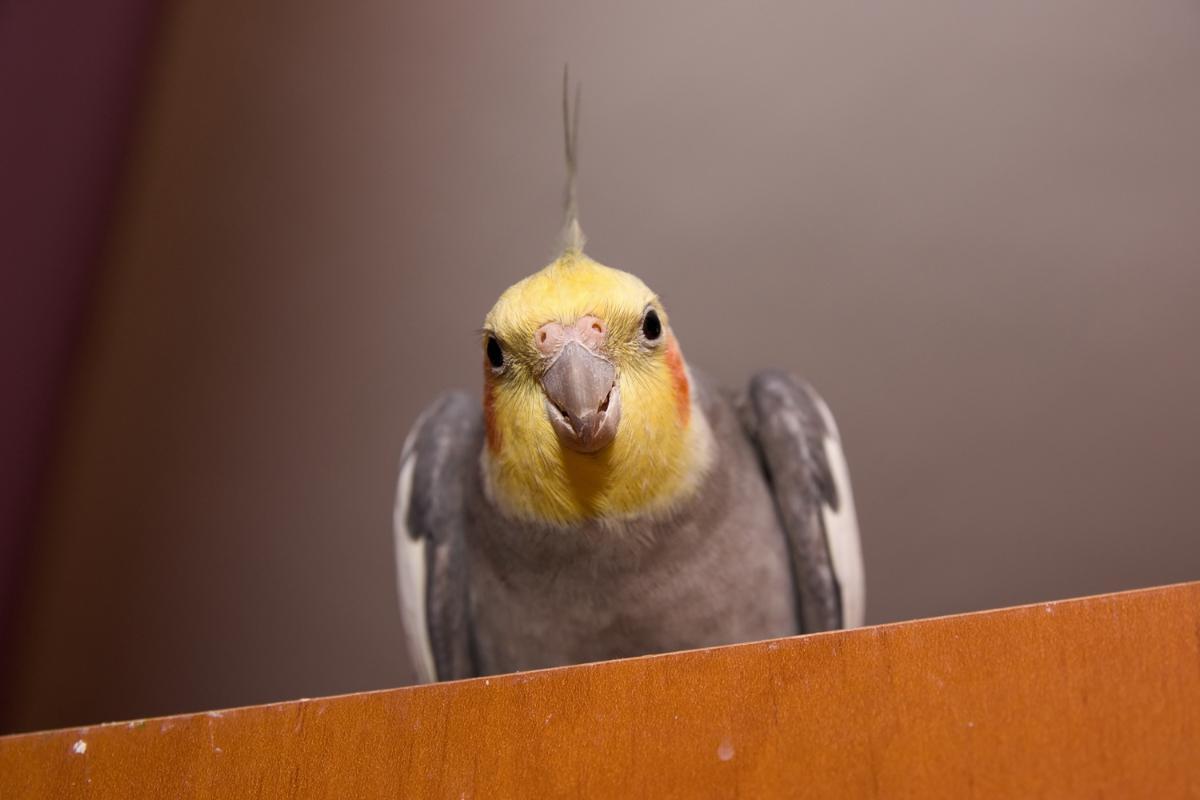 Do Cockatiels Recognize Their Owners?