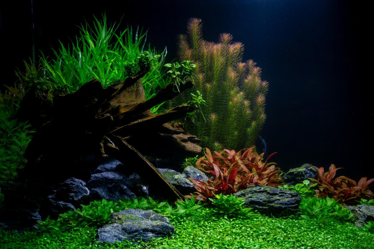 Aquascaping - How to Create a Beautiful Aquarium