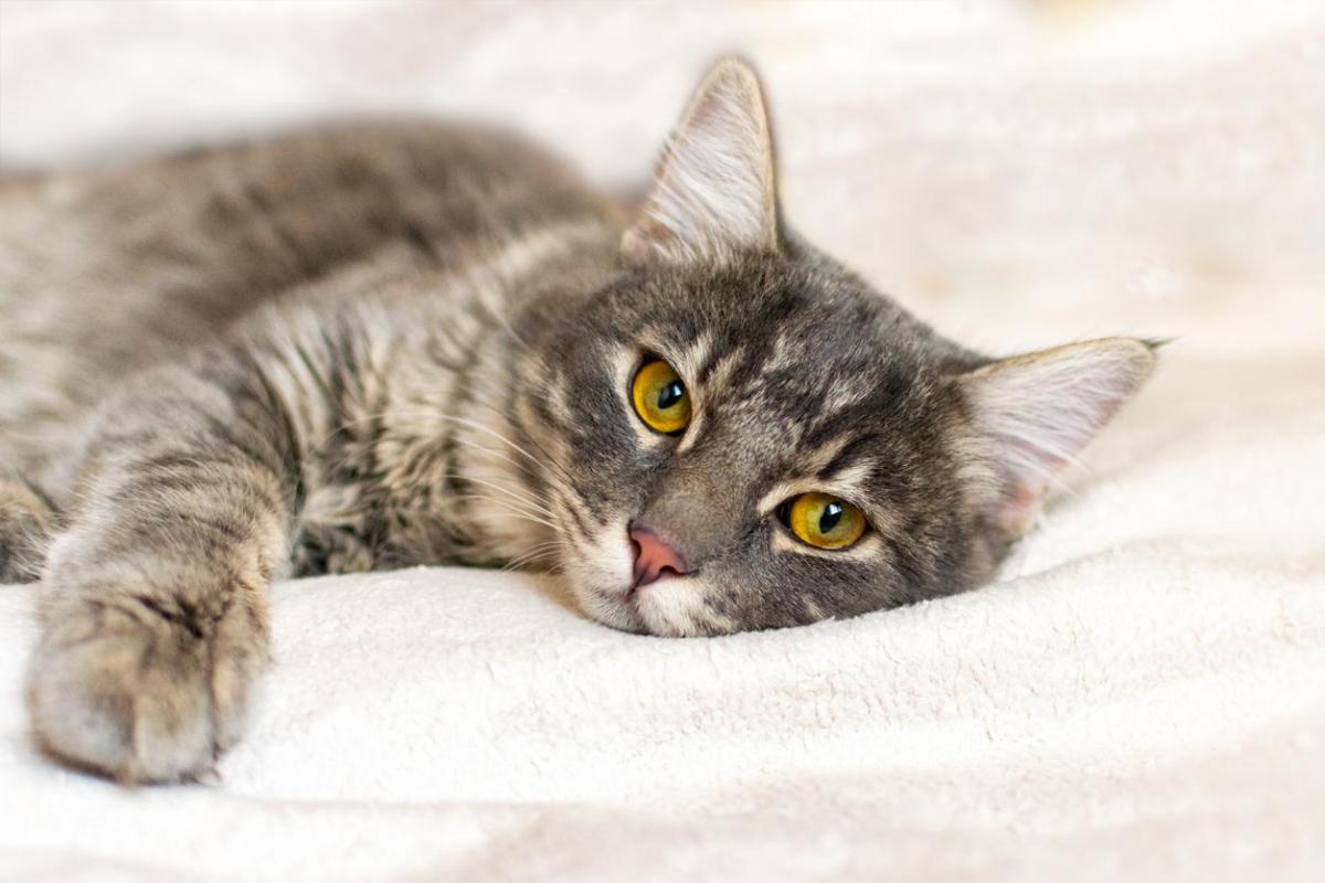 Mirtazapine for Cats - Dosage and Side Effects