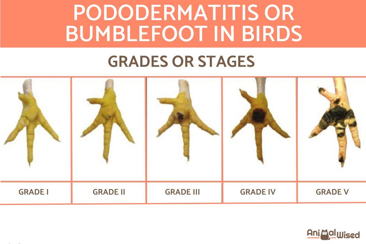 Pododermatitis or Bumblefoot in Birds