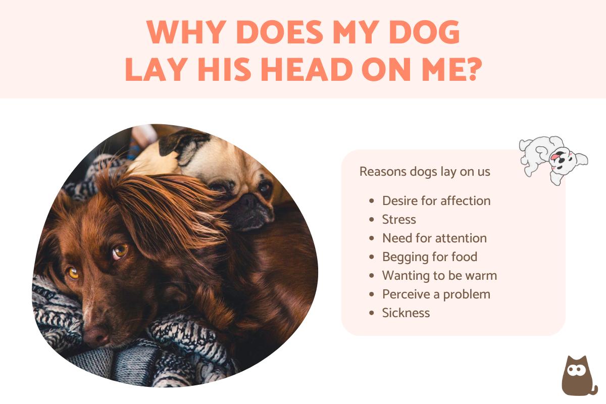 Why Does My Dog Lay His Head on Me?