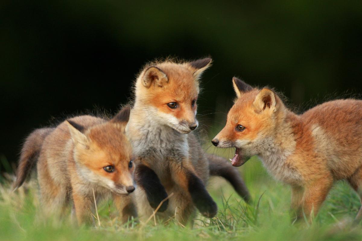 Do foxes lay eggs or give birth?