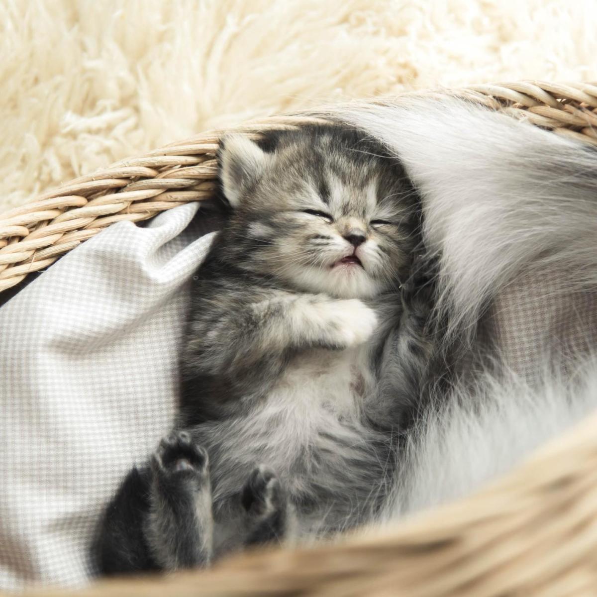 Before Adopting a Cat: How to Welcome a Kitten