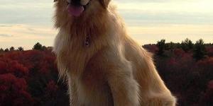 Caring for a Golden Retriever's Coat