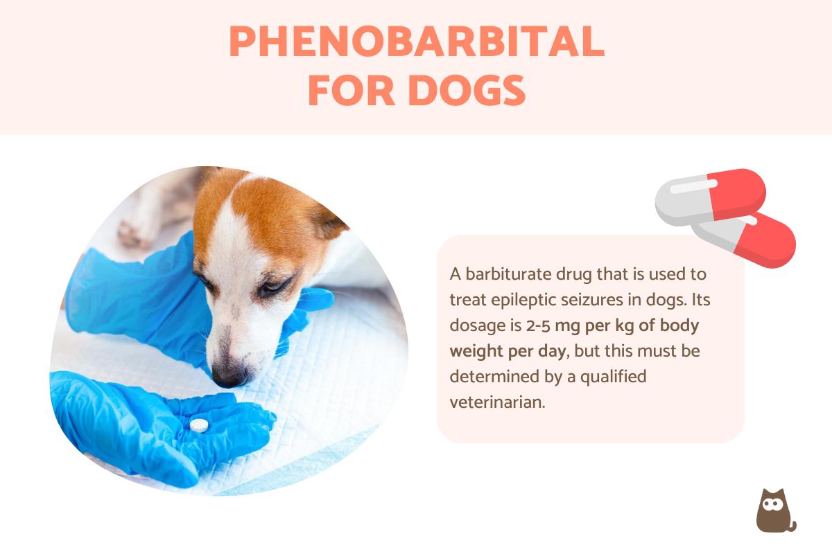 Phenobarbital For Dogs - Uses, Dosage and Side Effects