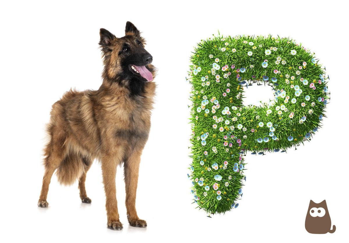 300+ Dog Names Starting with P