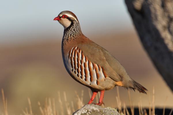 Differences between Pheasants, Quails and Chickens - 