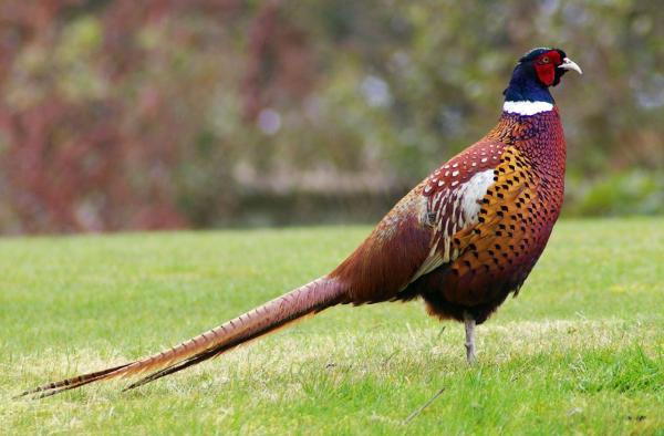 Differences between Pheasants, Quails and Chickens - What are pheasants like?