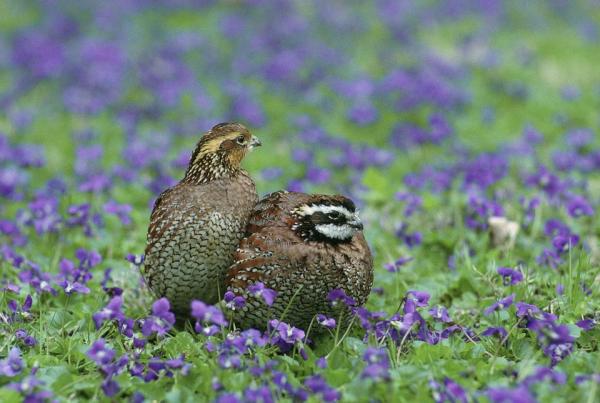 Differences between Pheasants, Quails and Chickens - What are quails like?