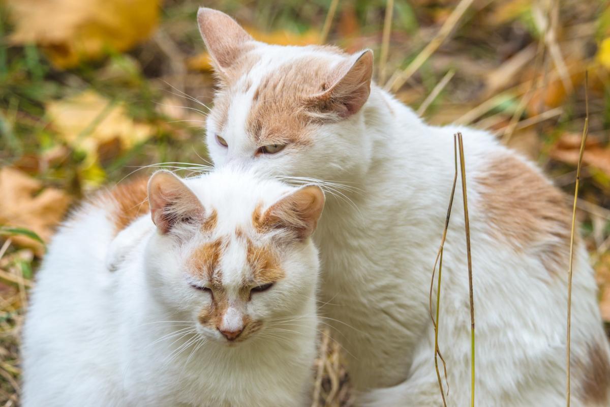 My Cat Bites My Other Cat's Neck