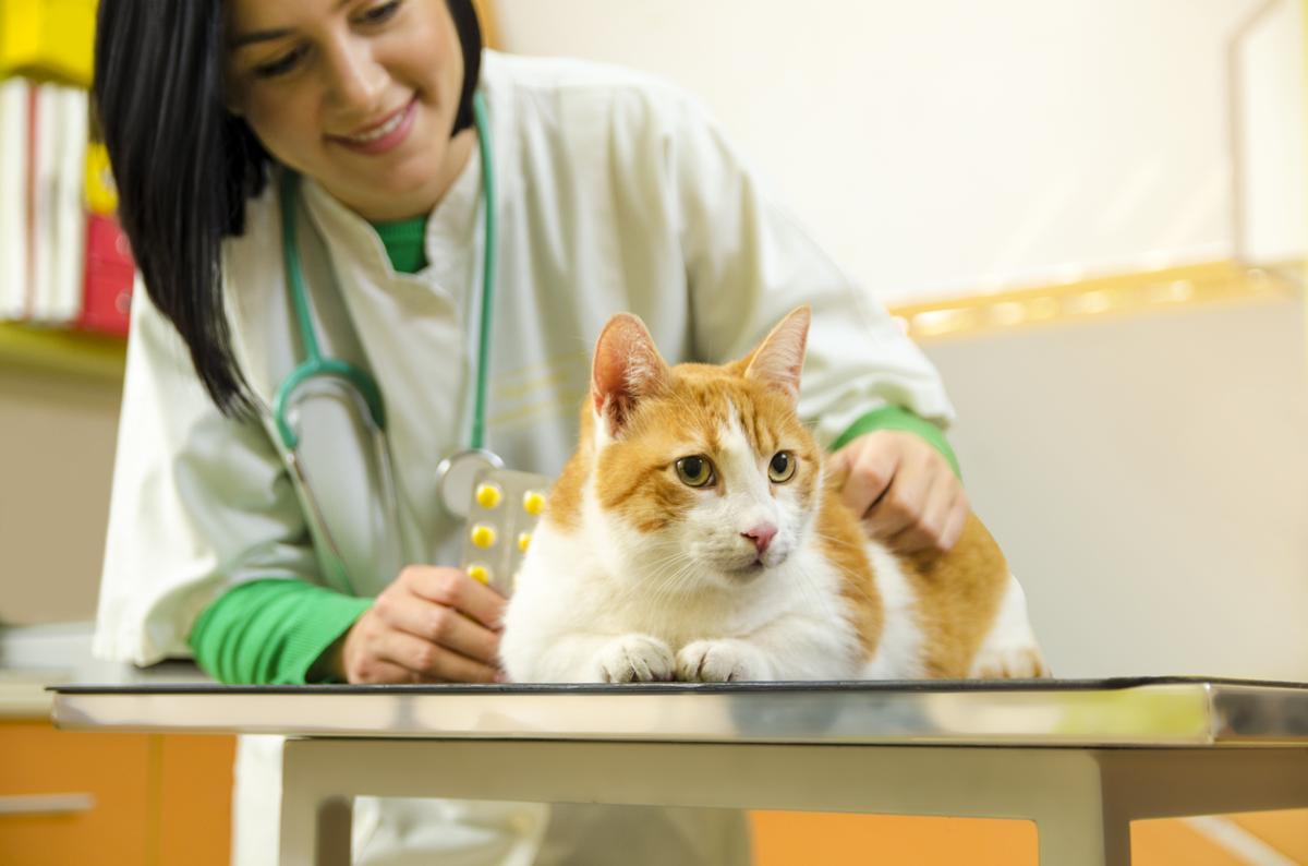 What is Onsior For Cats?