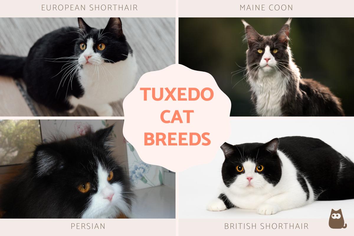 Tuxedo Cat Characteristics and Personality