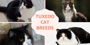 Tuxedo Cat Characteristics and Personality