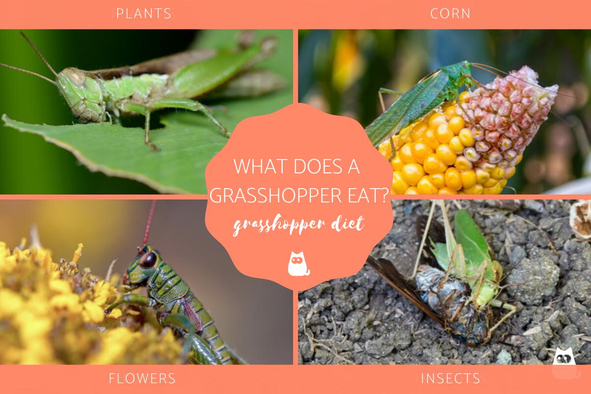 What Does a Grasshopper Eat?