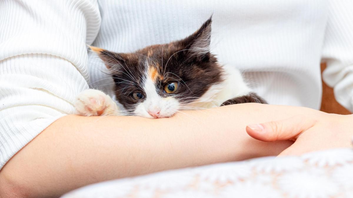 Why Does My Cat Bite Me Gently While Purring?