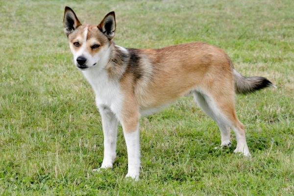 Dog Breeds Beginning With L - 10. Lundehund