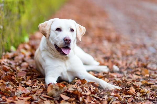 Dog Breeds Beginning With L - 1. Labrador Retriever