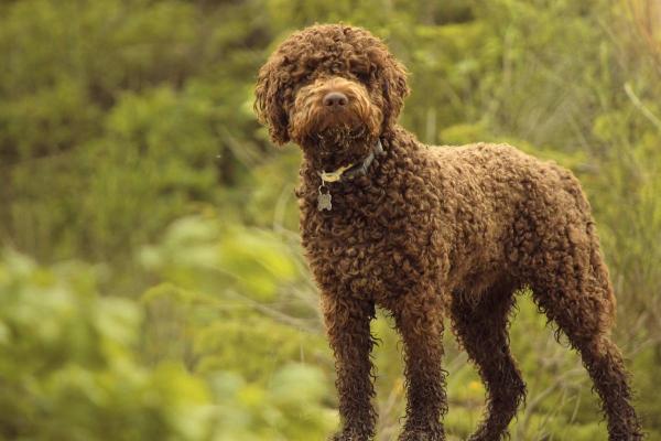 Dog Breeds Beginning With L - 2. Lagotto Romagnolo
