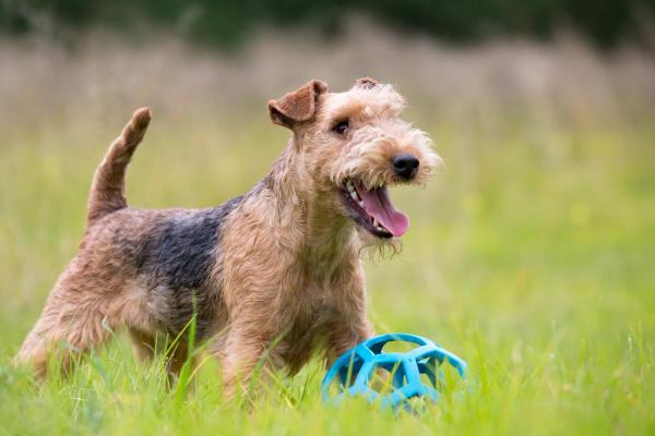 Dog Breeds Beginning With L - 3. Lakeland Terrier