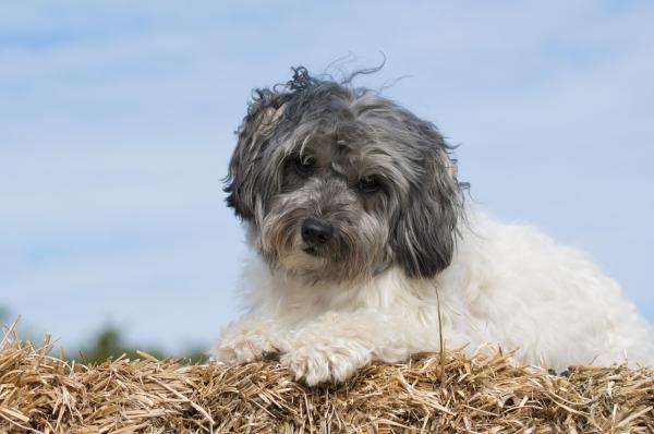 Dog Breeds Beginning With L - 4. Löwchen