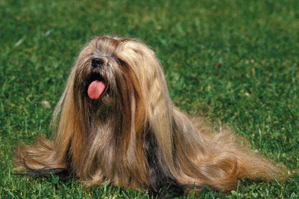 Dog Breeds Beginning With L - 5. Lhasa Apso