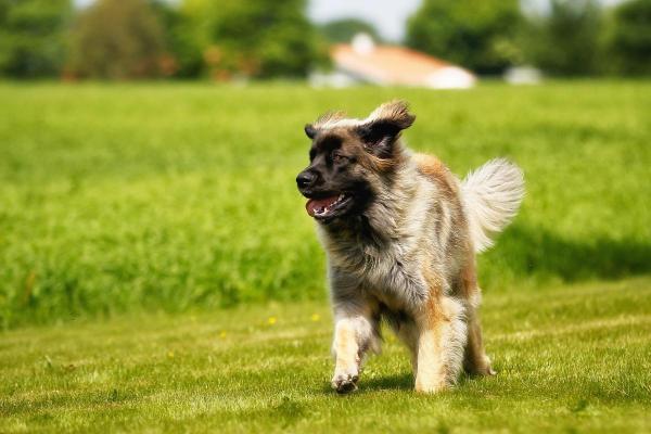 Dog Breeds Beginning With L - 6. Leonberger