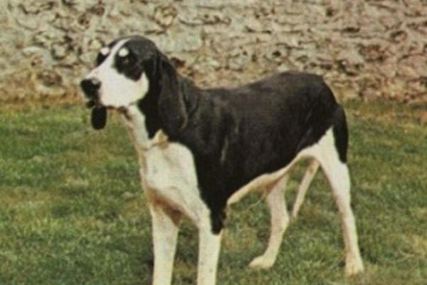 Dog Breeds Beginning With L - 7. Levesque