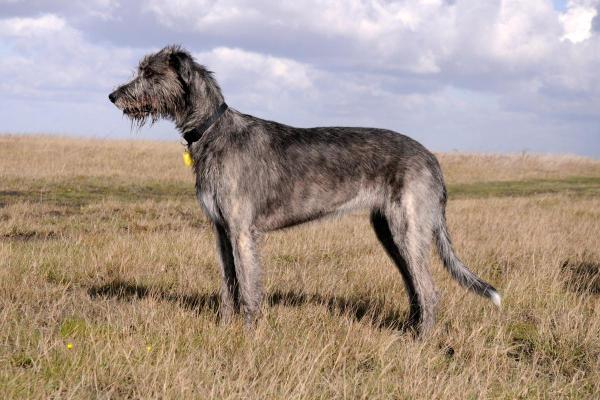 Dog Breeds Beginning With L - 8. Landseer