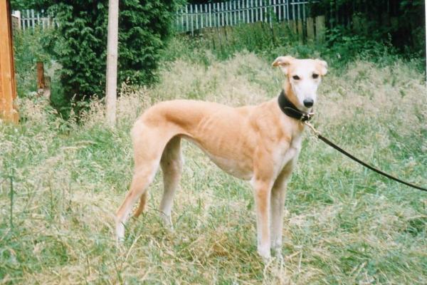 Dog Breeds Beginning With L - 9. Longdog