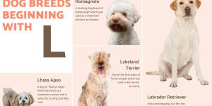 Dog Breeds Beginning With L