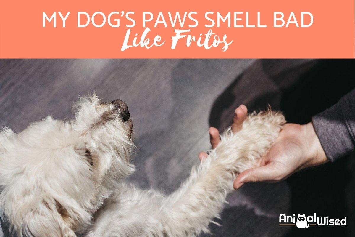 My Dog's Paws Smell Bad Like Fritos