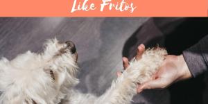 My Dog's Paws Smell Bad Like Fritos