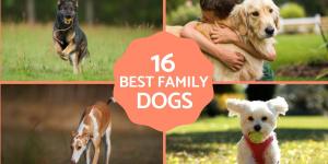 Top Companion Dogs for Families and Children