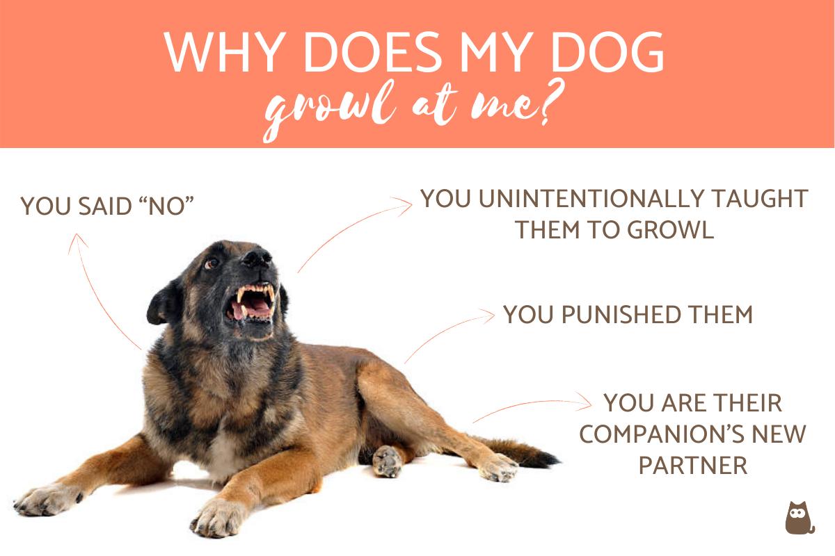 Why Does My Dog Growl at Me?