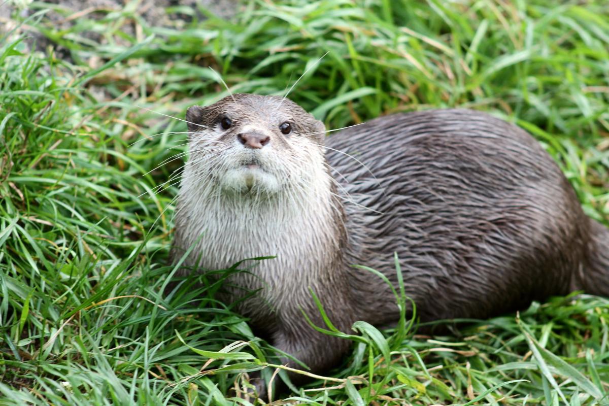 How Long Do Otters Live? - Otter Lifespan