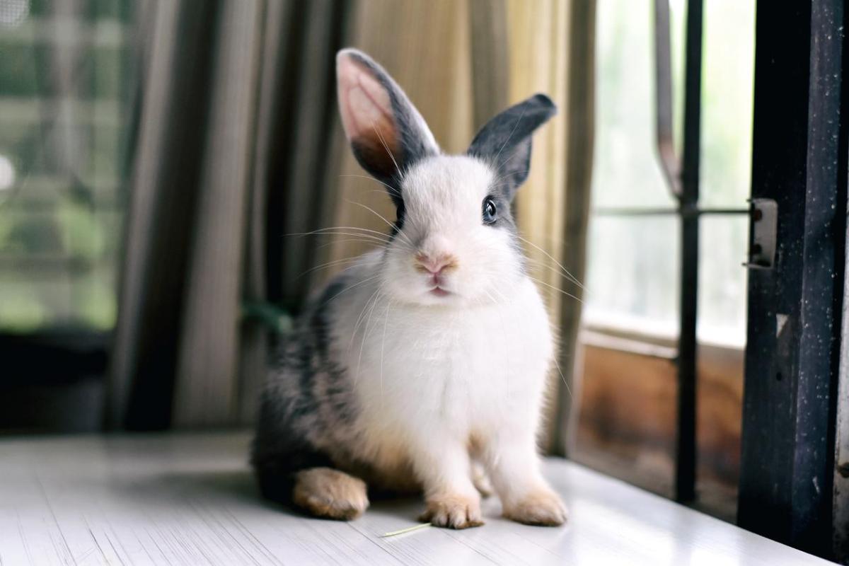 Do Rabbits Have Memory?