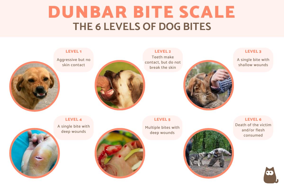 Levels of Dog Bites - The Dunbar Bite Scale