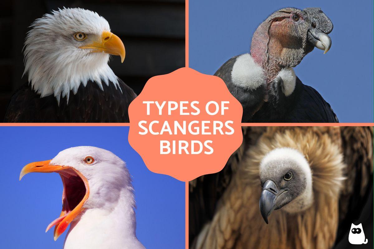 Scavenger Birds - Types and Characteristics