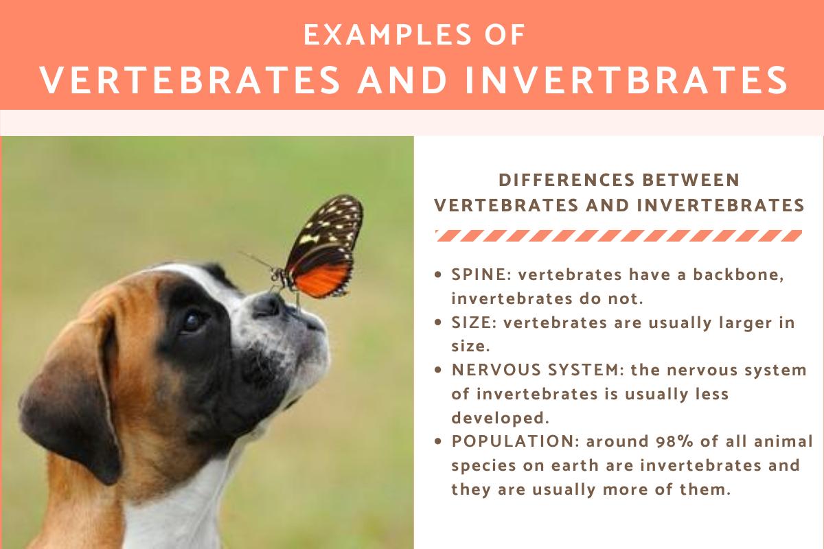 Examples of Vertebrate and Invertebrate Animals