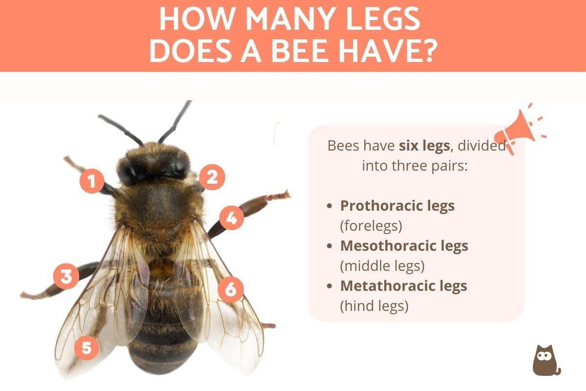 How Many Legs Does a Bee Have?