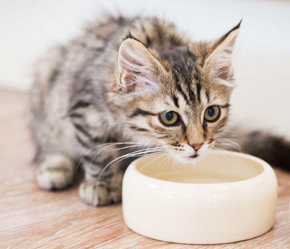 What To Feed A Cat With An Upset Stomach