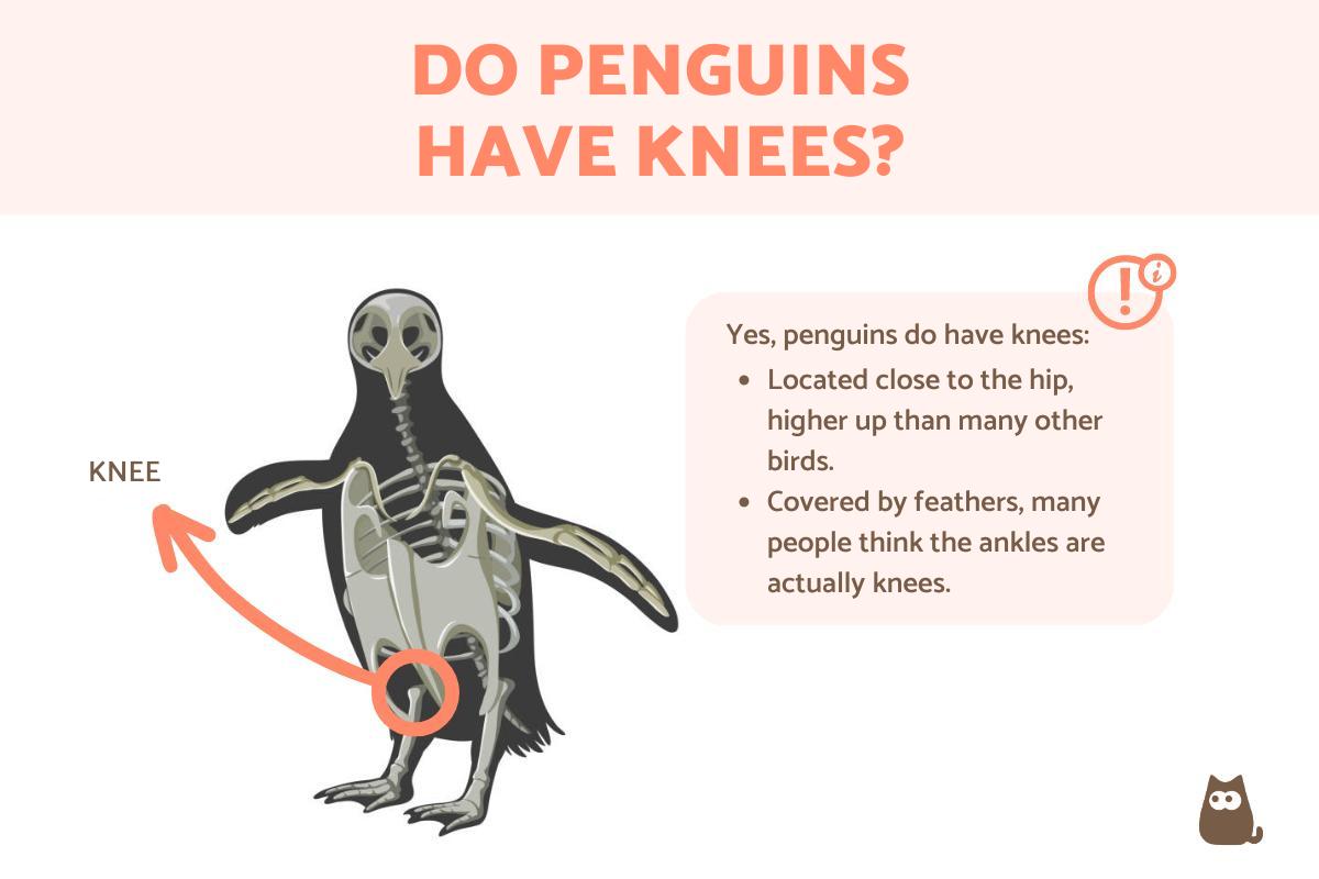 Do Penguins Have Knees? - Yes They Do