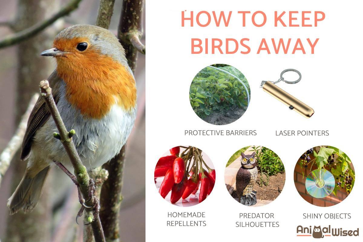 How to Keep Birds Away - Humane Methods of Bird Repellent