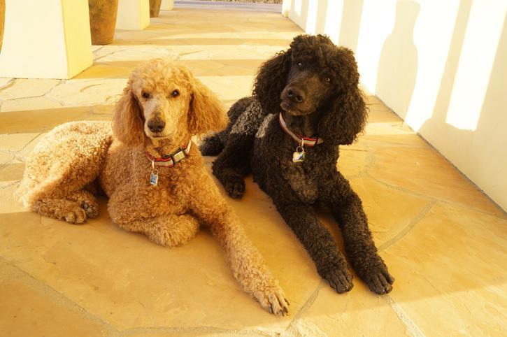 Types of Poodle - Sizes and Mixes (with Photos!)