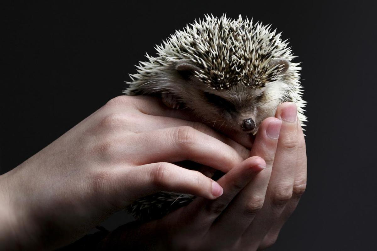 Keeping a Hedgehog as a Pet