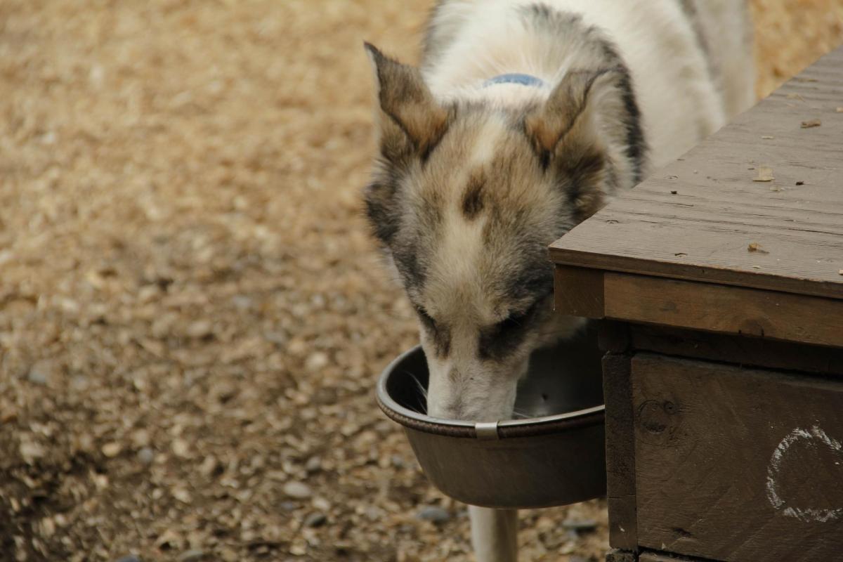 My Old Dog Is Drinking Lots of Water