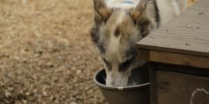 My Old Dog Is Drinking Lots of Water