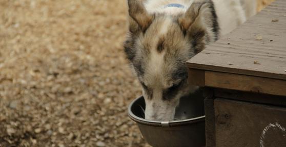 My Old Dog Is Drinking Lots of Water