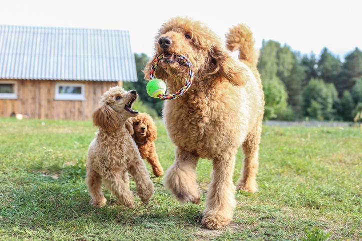 Medium size poodle mix store