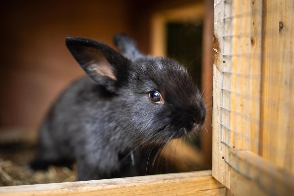 How to Build a Rabbit Hutch